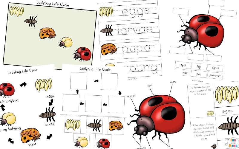 Ladybug Life Cycle Activities - Fun with Mama Shop